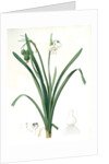 Leucoium aestivum, Leucojum aestivum; Nivéole d'été; Summer Snowflake by Pierre Joseph Redouté