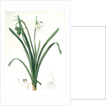 Leucoium aestivum, Leucojum aestivum; Nivéole d'été; Summer Snowflake by Pierre Joseph Redouté