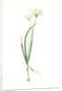 Allium ciliare, Allium subhirsutum; Ail à feuilles ciliées, Cilié garlic by Pierre Joseph Redouté