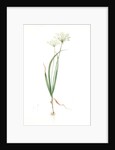 Allium ciliare, Allium subhirsutum; Ail à feuilles ciliées, Cilié garlic by Pierre Joseph Redouté