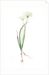 Allium ciliare, Allium subhirsutum; Ail à feuilles ciliées, Cilié garlic by Pierre Joseph Redouté
