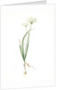Allium ciliare, Allium subhirsutum; Ail à feuilles ciliées, Cilié garlic by Pierre Joseph Redouté