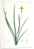 Iris martinicensis, Trimeza lurida; Iris de Martinique, Martinico Iris by Pierre Joseph Redouté