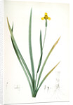 Iris martinicensis, Trimeza lurida; Iris de Martinique, Martinico Iris by Pierre Joseph Redouté