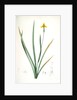Iris martinicensis, Trimeza lurida; Iris de Martinique, Martinico Iris by Pierre Joseph Redouté