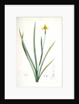Iris martinicensis, Trimeza lurida; Iris de Martinique, Martinico Iris by Pierre Joseph Redouté