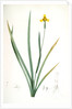 Iris martinicensis, Trimeza lurida; Iris de Martinique, Martinico Iris by Pierre Joseph Redouté