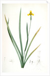 Iris martinicensis, Trimeza lurida; Iris de Martinique, Martinico Iris by Pierre Joseph Redouté