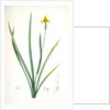 Iris martinicensis, Trimeza lurida; Iris de Martinique, Martinico Iris by Pierre Joseph Redouté