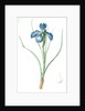 Iris xyphioides, Iris faux-xyphium; English Iris by Pierre Joseph Redouté