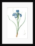 Iris xyphioides, Iris faux-xyphium; English Iris by Pierre Joseph Redouté