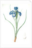 Iris xyphioides, Iris faux-xyphium; English Iris by Pierre Joseph Redouté