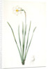 Narcissus poeticus, Narcisse des poétes Poet's Narcissus or Pheasant's Eye by Pierre Joseph Redouté