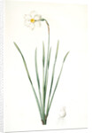 Narcissus poeticus, Narcisse des poétes Poet's Narcissus or Pheasant's Eye by Pierre Joseph Redouté