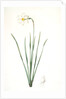 Narcissus poeticus, Narcisse des poétes Poet's Narcissus or Pheasant's Eye by Pierre Joseph Redouté