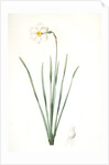 Narcissus poeticus, Narcisse des poétes Poet's Narcissus or Pheasant's Eye by Pierre Joseph Redouté