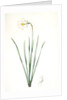 Narcissus poeticus, Narcisse des poétes Poet's Narcissus or Pheasant's Eye by Pierre Joseph Redouté