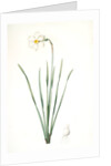 Narcissus poeticus, Narcisse des poétes Poet's Narcissus or Pheasant's Eye by Pierre Joseph Redouté