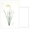 Narcissus poeticus, Narcisse des poétes Poet's Narcissus or Pheasant's Eye by Pierre Joseph Redouté