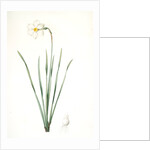 Narcissus poeticus, Narcisse des poétes Poet's Narcissus or Pheasant's Eye by Pierre Joseph Redouté