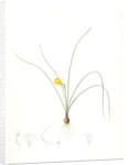 Narcissus tenuifolius, Narcissus à feuilles menues by Pierre Joseph Redouté