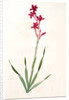 Gladiolus strictiflorus, Watsonia humilis; Glaïeul à flleurs droites by Pierre Joseph Redouté