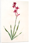 Gladiolus strictiflorus, Watsonia humilis; Glaïeul à flleurs droites by Pierre Joseph Redouté