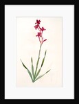 Gladiolus strictiflorus, Watsonia humilis; Glaïeul à flleurs droites by Pierre Joseph Redouté