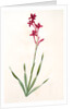 Gladiolus strictiflorus, Watsonia humilis; Glaïeul à flleurs droites by Pierre Joseph Redouté