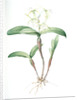 Epidendrum ciliare, Epindenre á longs ciils, Spider orchid; Fringed star orchid by Pierre Joseph Redouté