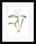 Epidendrum ciliare, Epindenre á longs ciils, Spider orchid; Fringed star orchid by Pierre Joseph Redouté