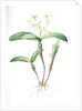 Epidendrum ciliare, Epindenre á longs ciils, Spider orchid; Fringed star orchid by Pierre Joseph Redouté