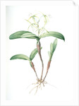 Epidendrum ciliare, Epindenre á longs ciils, Spider orchid; Fringed star orchid by Pierre Joseph Redouté