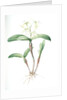 Epidendrum ciliare, Epindenre á longs ciils, Spider orchid; Fringed star orchid by Pierre Joseph Redouté