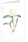 Epidendrum ciliare, Epindenre á longs ciils, Spider orchid; Fringed star orchid by Pierre Joseph Redouté