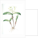 Epidendrum ciliare, Epindenre á longs ciils, Spider orchid; Fringed star orchid by Pierre Joseph Redouté