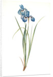 Iris pratensis, Iris de Prés by Pierre Joseph Redouté