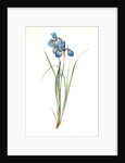 Iris pratensis, Iris de Prés by Pierre Joseph Redouté