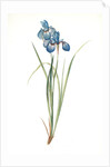 Iris pratensis, Iris de Prés by Pierre Joseph Redouté