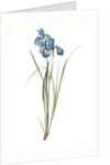 Iris pratensis, Iris de Prés by Pierre Joseph Redouté