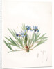 Iris cristata, Iris à crète; Dwarf Crested Iris by Pierre Joseph Redouté
