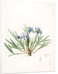 Iris cristata, Iris à crète; Dwarf Crested Iris by Pierre Joseph Redouté