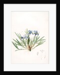 Iris cristata, Iris à crète; Dwarf Crested Iris by Pierre Joseph Redouté