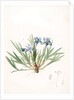 Iris cristata, Iris à crète; Dwarf Crested Iris by Pierre Joseph Redouté