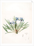 Iris cristata, Iris à crète; Dwarf Crested Iris by Pierre Joseph Redouté