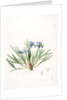 Iris cristata, Iris à crète; Dwarf Crested Iris by Pierre Joseph Redouté