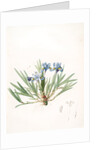 Iris cristata, Iris à crète; Dwarf Crested Iris by Pierre Joseph Redouté