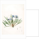 Iris cristata, Iris à crète; Dwarf Crested Iris by Pierre Joseph Redouté