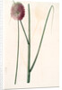Allium sphaerocephalon, Allium sphaerocephalum; Ail à téte ronde, Drumsticks; Ornamental Onion by Pierre Joseph Redouté