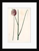 Allium sphaerocephalon, Allium sphaerocephalum; Ail à téte ronde, Drumsticks; Ornamental Onion by Pierre Joseph Redouté